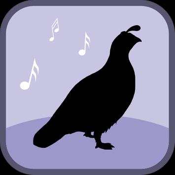 Quail Bird Sounds & Ringtones screenshot 1