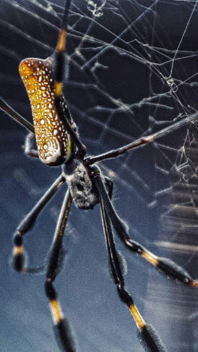 Spider Wallpapers HD & 4k Backgrounds screenshot 5