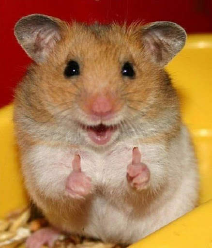 Funny Animal TikTok Video HD screenshot 6