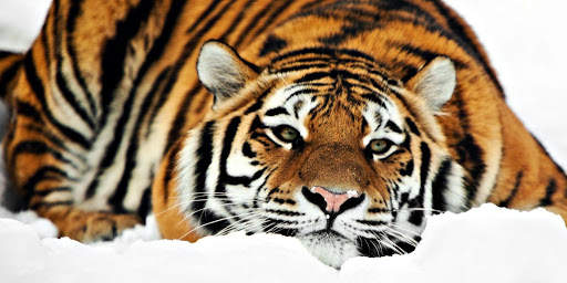 Tiger Wallpapers screenshot 9