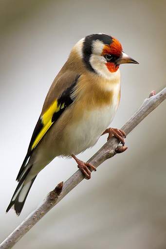 Goldfinch vscanary -top birds screenshot 3
