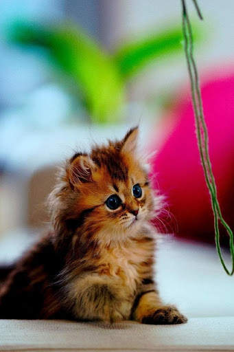 Cat Video Live Wallpaper screenshot 4