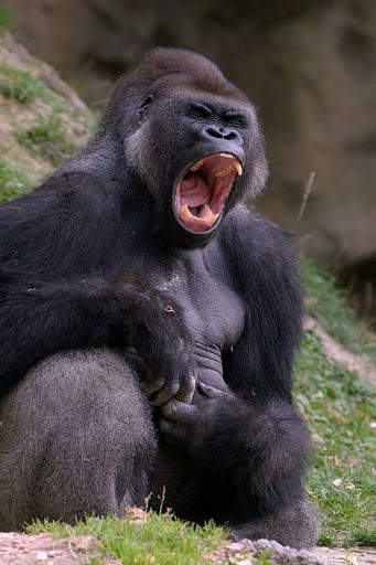 Gorilla Wallpaper screenshot 8