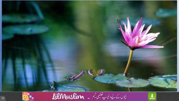 Free Flowers Wallpapers screenshot 5