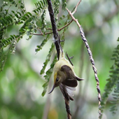 bird trap icon