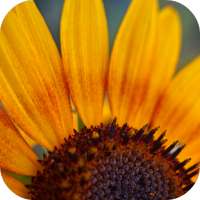 Sunflower Wallpapers on 9Apps