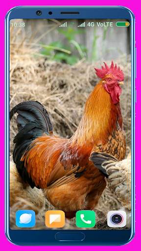 Chicken Wallpaper Best 4K screenshot 5