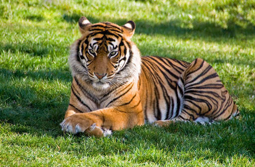Tiger Wallpapers | hd backgrounds screenshot 20
