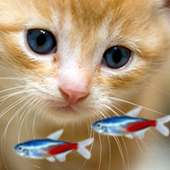 KITTY & FISH LIVE WALLPAPER(5) on 9Apps
