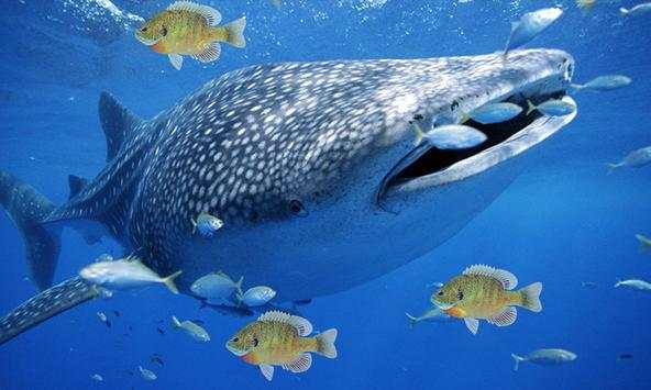 Angry Blue Whale Simulator screenshot 3