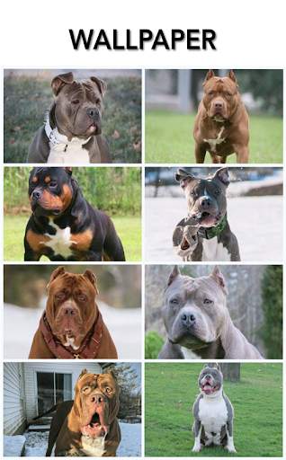 Pitbull Dog Call! Fake Video Call screenshot 4