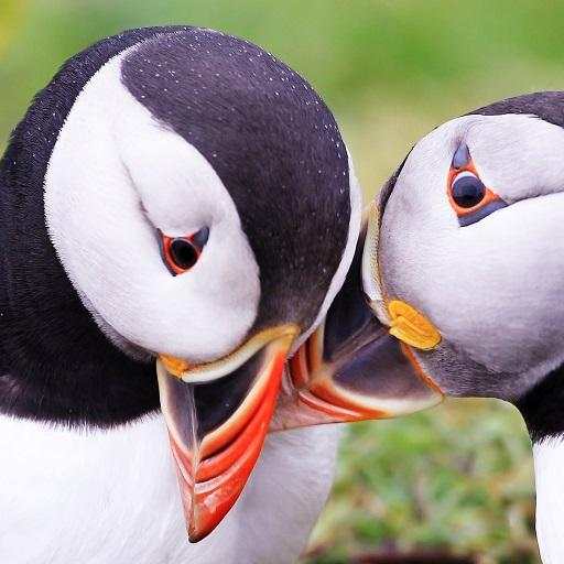 Atlantic Puffin Bird Wallpapers HD 3.0