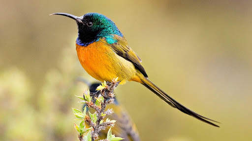 Birds Live Wallpaper : 7fon & LWP स्क्रीनशॉट 4