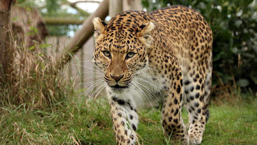 Leopard Live Wallpaper (Wallpapers & Backgrounds) 9 تصوير الشاشة