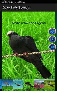 Dove Birds Sounds screenshot 5