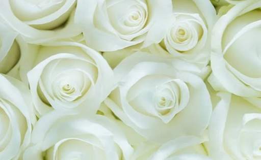 Red Rose's wallpaper &WhatsApp Roses Sticker screenshot 3