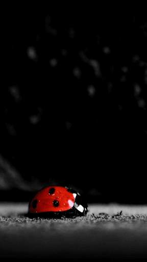 Black Wallpapers 4K HD screenshot 8