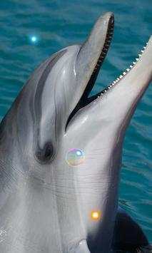 Dolphins Sound live wallpaper screenshot 2