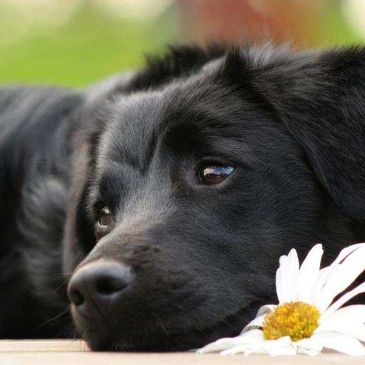 Reading dog live wallpaper 1.3