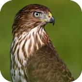 Hawk Sounds 1.0