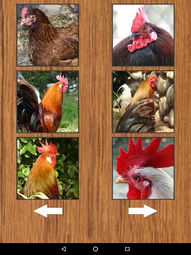 Funny Chicken Rooster Sounds screenshot 7