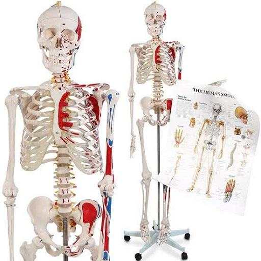 Learn Human Anatomy Video Lectures 2.0