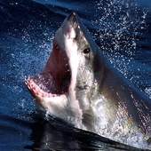 Shark Wallpapers 1.0