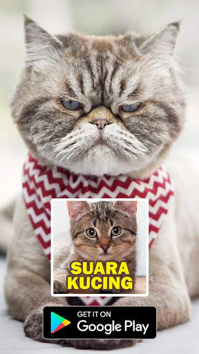 Suara Kucing : Cat Sounds скриншот 2