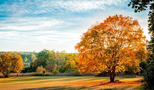 Autumn Wallpaper HD : backgrounds & themes screenshot 12