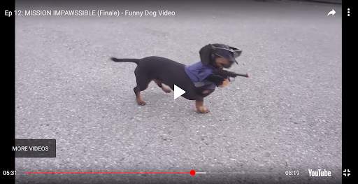 Funny Animal Videos screenshot 2