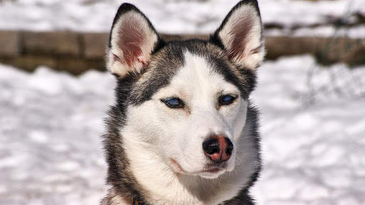 Siberian Husky Wallpapers : backgrounds hd screenshot 23