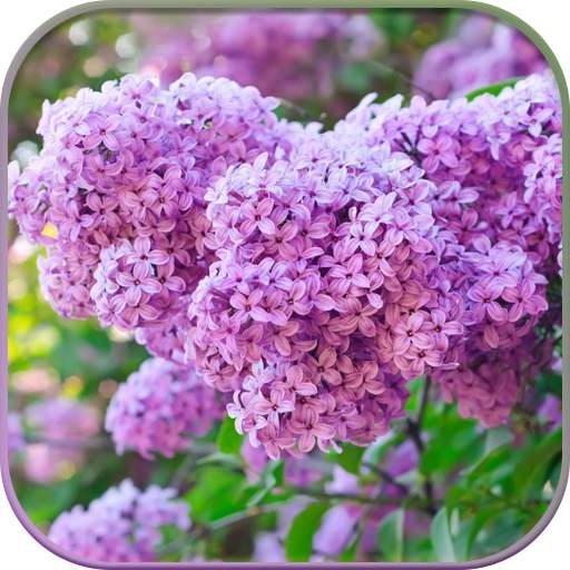 HD Lilac Flower Live Wallpaper 1.4