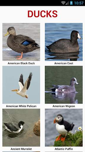 South American Birds स्क्रीनशॉट 3