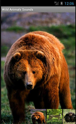 Wild Animals Sounds screenshot 2