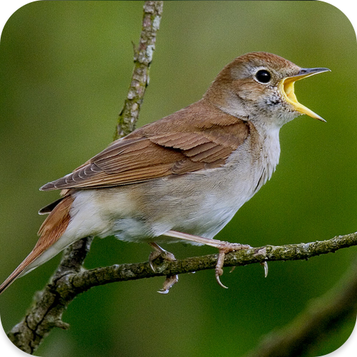 Nightingale bird song icon