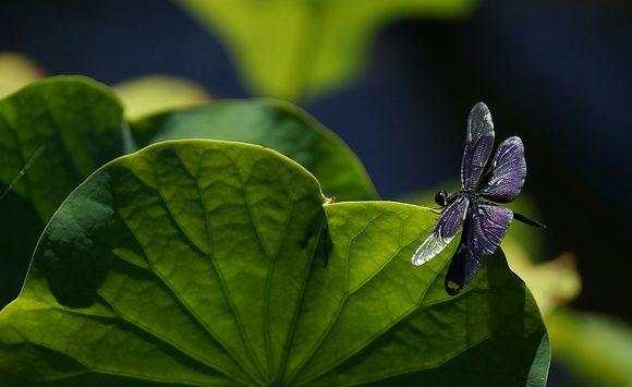 DSLR Open Camera - fv-5 HD Camera Lite 📷 screenshot 5