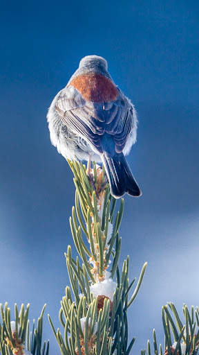 Bird Wallpaper 4K screenshot 5