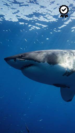 Shark Wallpapers - FREE screenshot 3