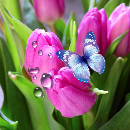 Tulips Live Wallpaper icon
