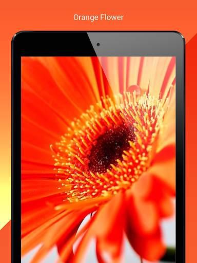 My Flowers Colors HD WALLPAPER screenshot 11