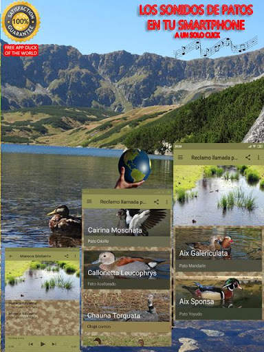 Claim called ducks: Sounds aquatic birds screenshot 2