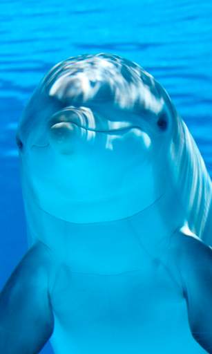 Dolphin Wallpapers HD (backgrounds & themes) screenshot 5