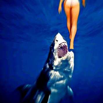 Shark Game स्क्रीनशॉट 4