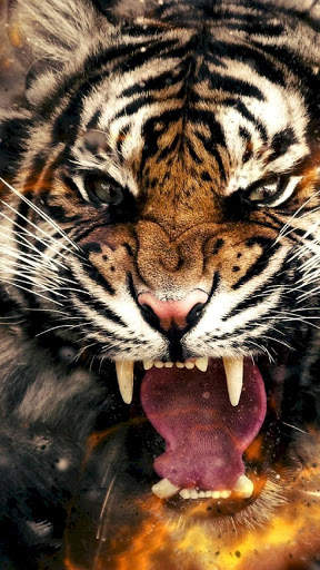 Tiger Wallpapers 4K screenshot 3