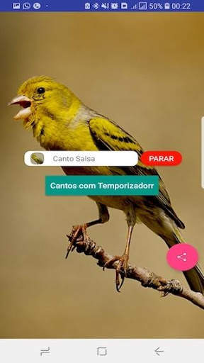 Canário Belga Fibra screenshot 5