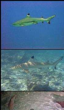 Shark Species: Types of Shark screenshot 7