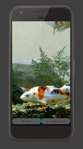 Koi Fish Tank Video Wallpaper screenshot 4
