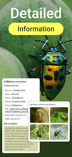 Insect Bug Identifier App screenshot 2
