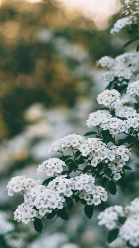 Spring Wallpapers : backgrounds hd screenshot 8