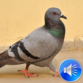 Pigeon Bird Sounds Ringtones icon